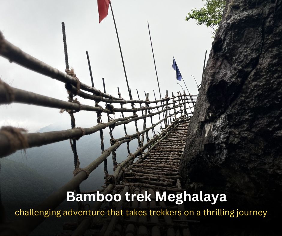 Bamboo trek