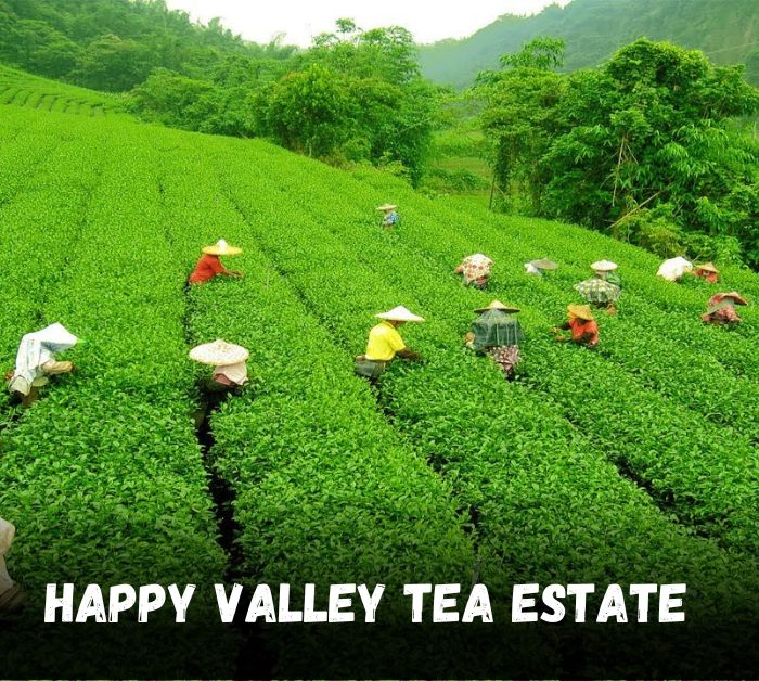 Happy Valley Tea Estate darjeeling