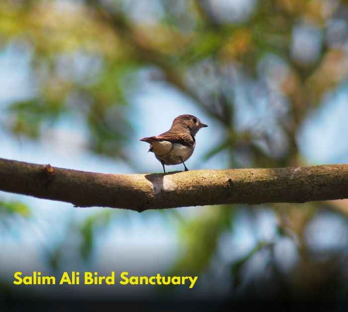 Salim Ali Bird Sanctuary