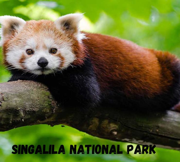 Singalila National Park darjeeling