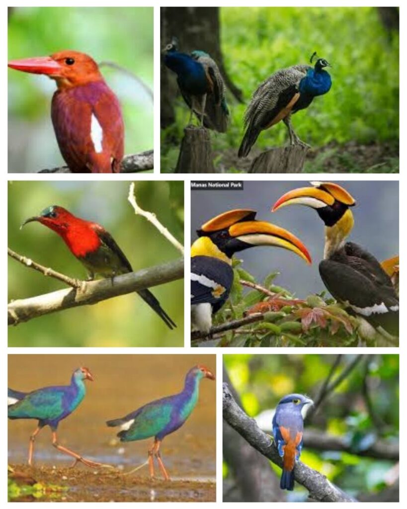 Birds of manas national park