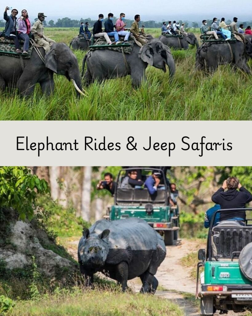 Elephant Rides & Jeep Safaris at Kaziranga national park