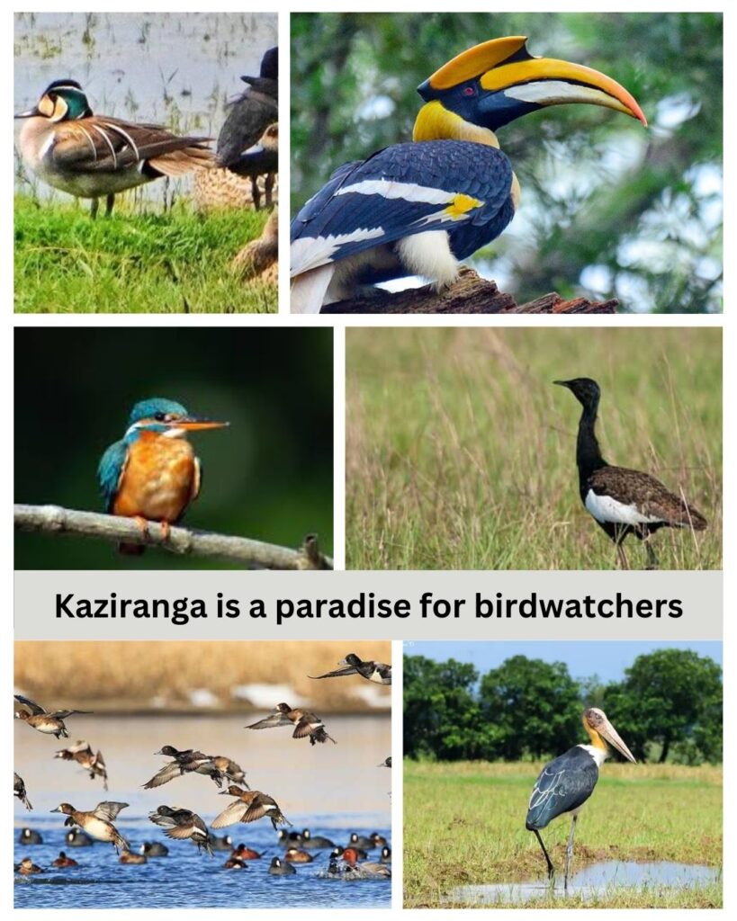 Birds of Kaziranga national park