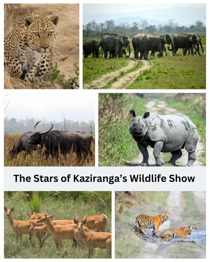 Mammals of Kaziranga National Park