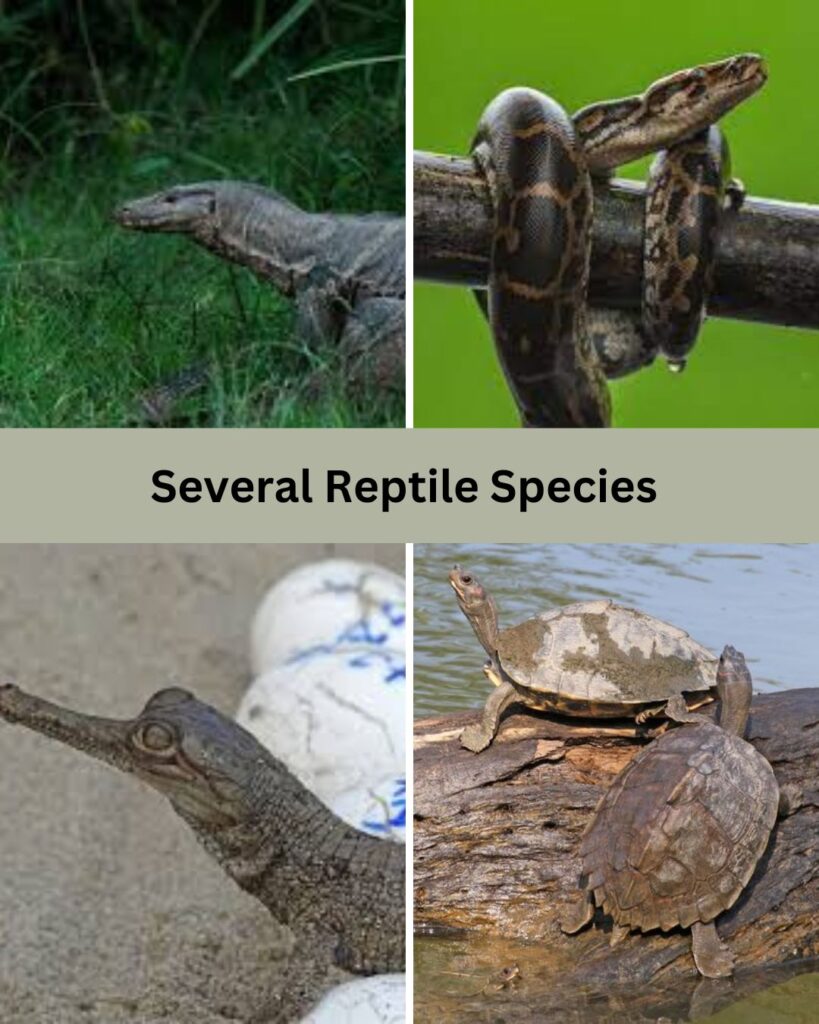 Reptile Species of kaziranga national park