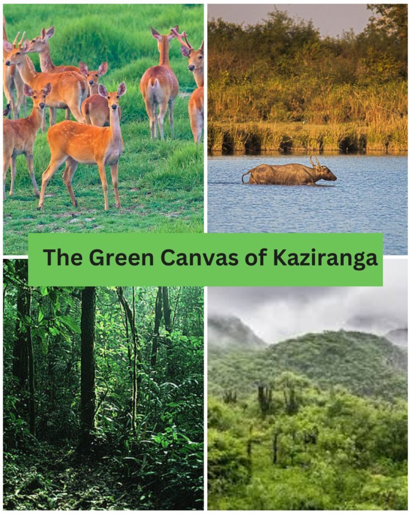 The Green Canvas of Kaziranga national park