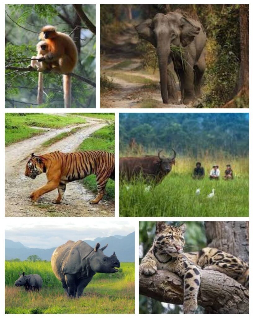 animals of manas national park