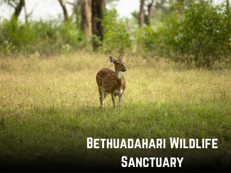 Bethuadahari Wildlife Sanctuary