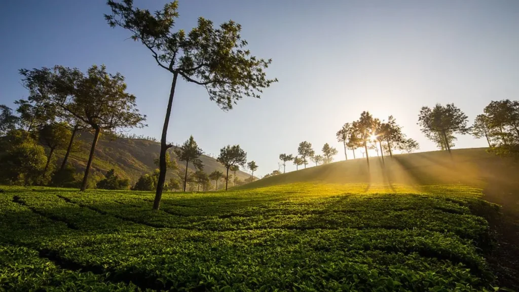 3-Day Munnar Trip