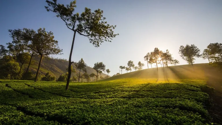 3-Day Munnar Trip